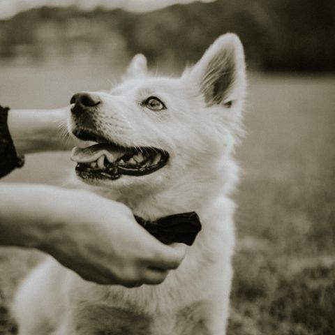Meet our August pet of the month winnner: Bolt ⚡️

Bolt, or better know around LOCAL as our favorite anxious pup! The second he hears its walk time, he sprints to the bathroom for his leash (how he knows….we’ll never know).

His other hidden talent? Expertly eating everything in his bowl except the veggies. No matter how well they’re hidden Bolt always finds a way around them. 

Thanks for keeping us smile all month long!

Keep the cuteness coming and be sure to submit your pet next month at a chance to be featured! 🐾
#livelocal #midtownnashville #apartmentsinnashville #nashvilleapartments #lifeatlocal