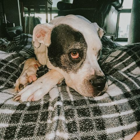 Meet our July pet of the month winner: Russell 🐶

Russell often gets mistaken for Petey from the Little Rascals. Russell loves fruit snacks, short walks, and his new baby sister! 🐾

Keep the cuteness coming-be sure to enter each month for a chance to have your pet featured next!
#petofthemonth #livelocal #nashvilleapartments #apartmentsinnashville