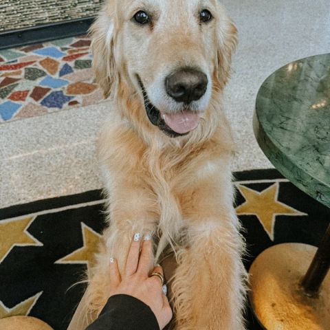 Meet our LOCAL pet of the month winner✨

River is a frequent Poindexter visitor & gets an order of bacon, squirrels are his arch nemesis, and he does know how to unlock doors. 🐶🐾

Keep the cuteness coming-be sure to enter each month for a chance to have your pet featured next! 
#petofthemonth #nashvilleapartments #livelocal #apartmentliving