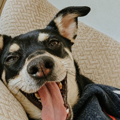 Meet our October pet of the month winner: Eleanor 🦋

Eleanor is named after the Beatles song, Eleanor Rigby. She is 4 years old and was born in the Houston area at a rescue shelter. She frequents in some local Midtown spots such as Odies and Twice Daily, but DGX is her favorite because they have the best treats!

Thanks for keeping us smiling all month! Keep the cuteness coming and be sure to submit your pet next month at a chance to be featured! 🐾

#livelocal #midtownnashville #apartmentsinnashville #nashvilleapartments #petofthemonth