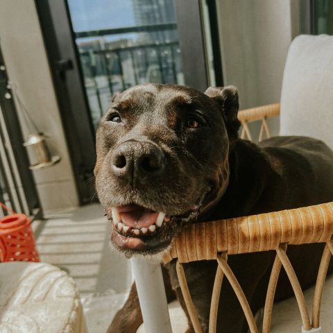 Meet our May pet of the month winner✨

Zoey is 9 years old but still a puppy at heart. She enjoys sunbathing and cuddling with her emotional support stuffed animal🐶

Keep the cuteness coming-be sure to enter each month for a chance to have your pet featured next!
#petofthemonth #nashvilleapartments #livelocal #apartmentliving #petfriendlyapartments
