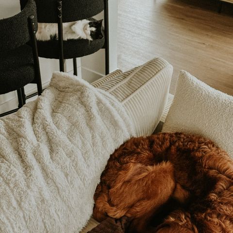 residents who truly know how to enjoy a quiet winter day ❄️🐾

#livelocal