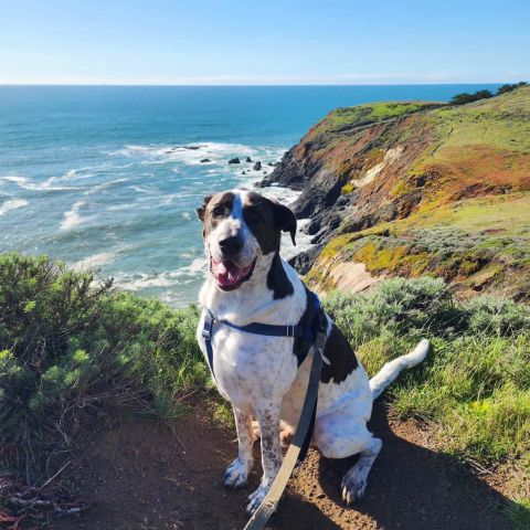 Meet our June pet of the month winner: Kai🐾

The shelter said he’d max out at 35 lbs. He took that as a suggestion and is now a 103 lb gentle giant!🐶

Keep the cuteness coming-be sure to enter each month for a chance to have your pet featured next!
#livelocal #nashville #nashvilleapartments #petofthemonth #midtownnashville